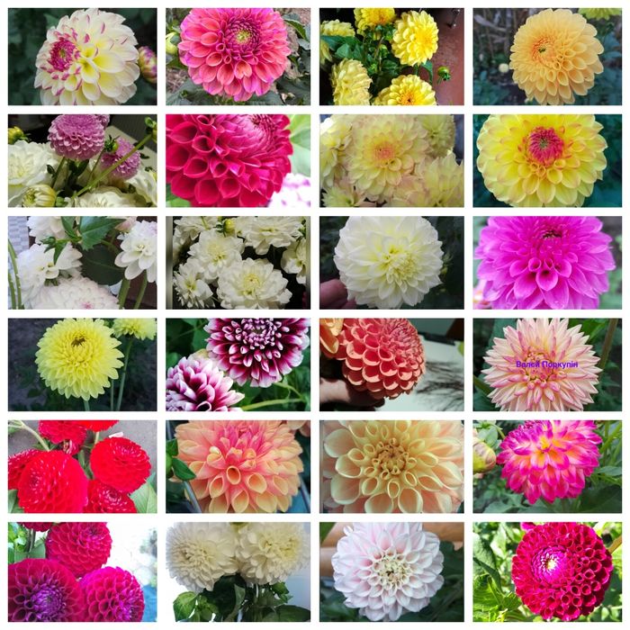 Жоржина помпонна