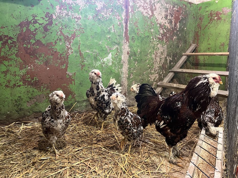 NOWOŚĆ kury Orłowskie jaja lęgowe