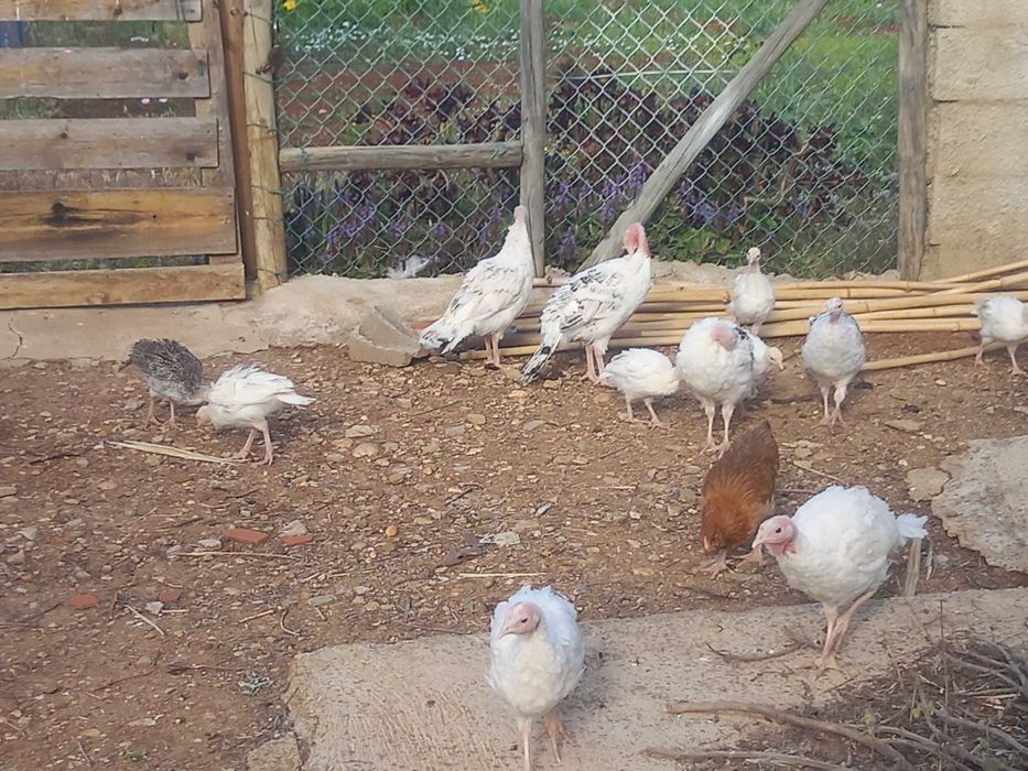 Jovem Perus à venda e muitas outras aves
