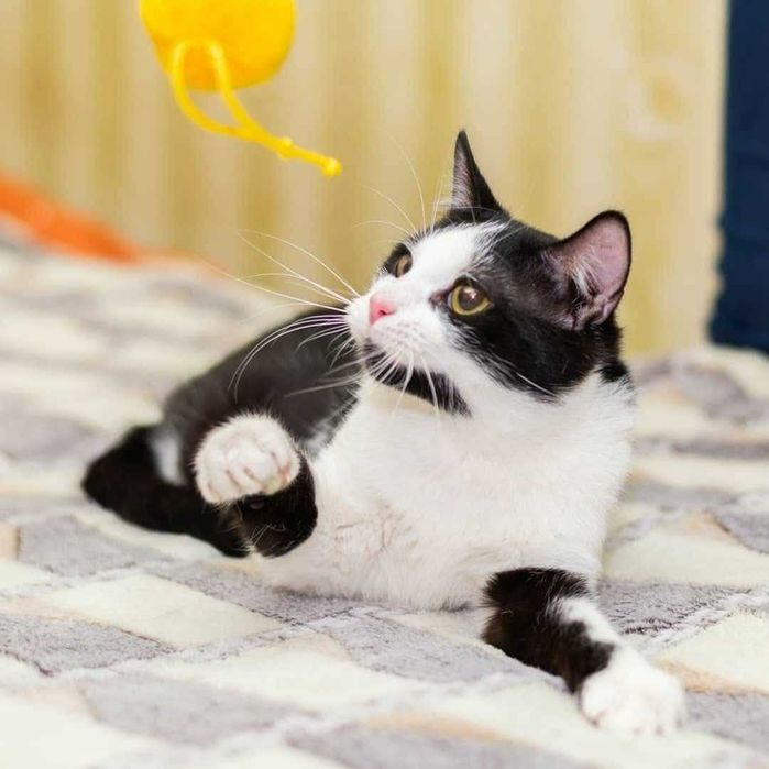 Котик Томік у пошуках люблячої сім'ї