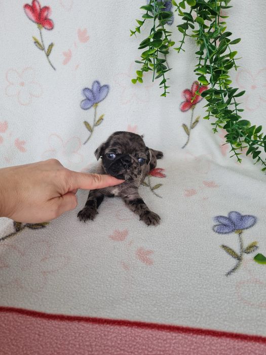 Excelente menino Pug Carlin Merle de Qualidade