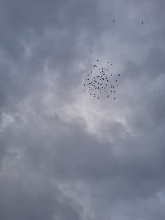 Lot gołębi jasnych.