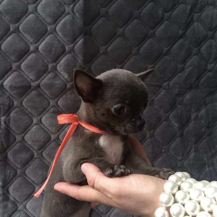 Чіхуа гарні гени