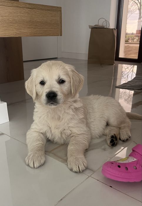 Szczenię SUCZKA Golden Retriever GOTOWA DO ODBIORU