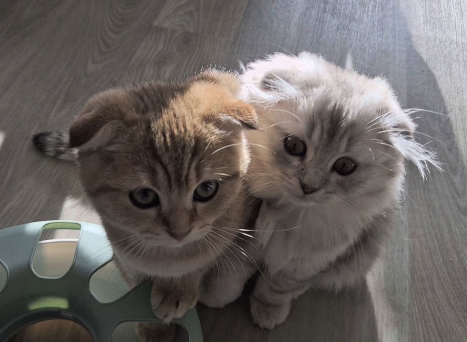 Вислоухие шотландские котята, мальчик и девочка