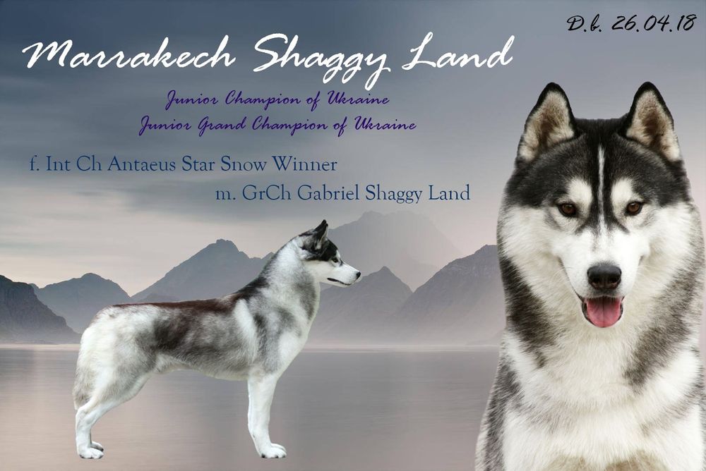 В'язка кобель Сибірської хаскі