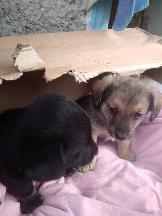 Безкоштовно цуценята