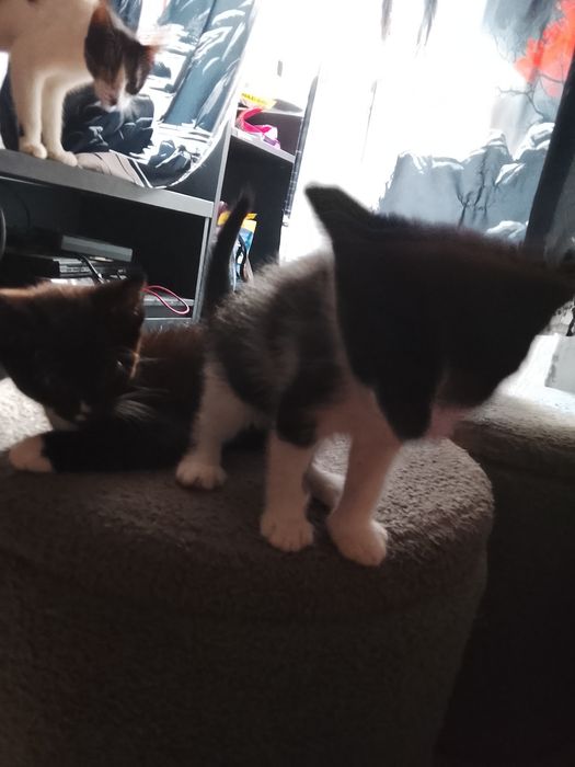 Gatinho e gatinha
