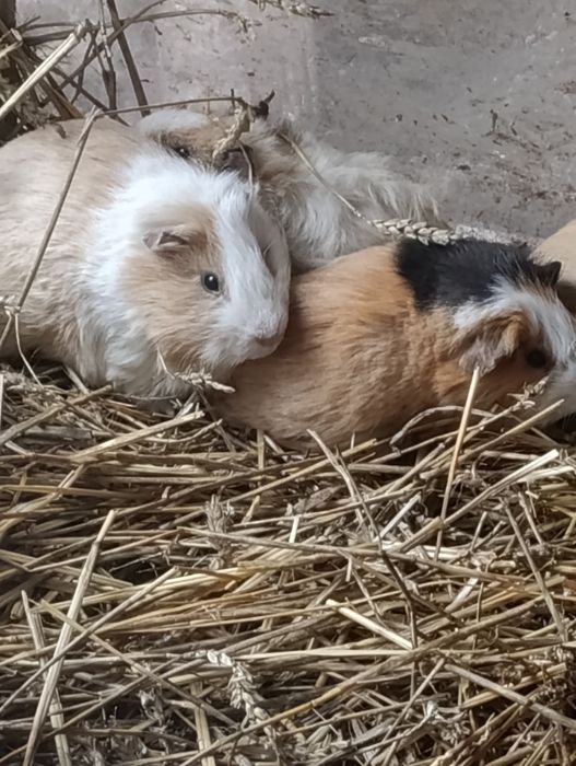 Świnki morskie samczyki