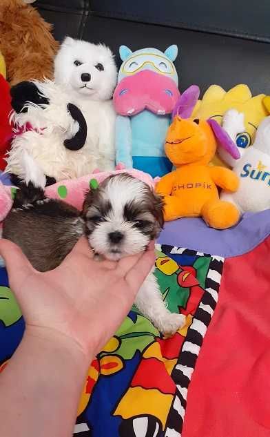 Śliczny piesek shih tzu tricolor z wielopok.rodowodem.