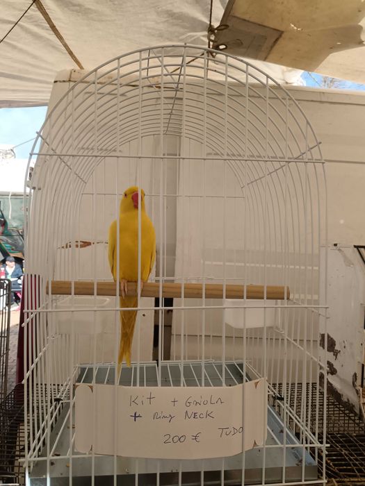 Ring neck fêmea com gaiola