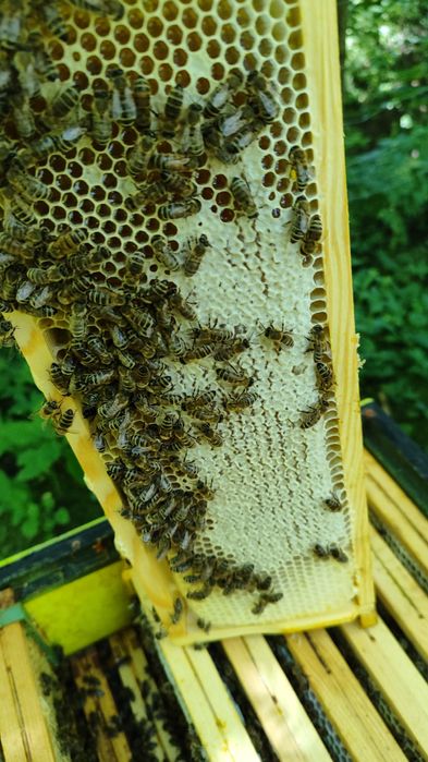 Miód prosto z ula