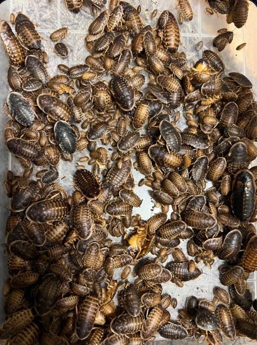 Blaptica dubia ( аргентинський тарган )