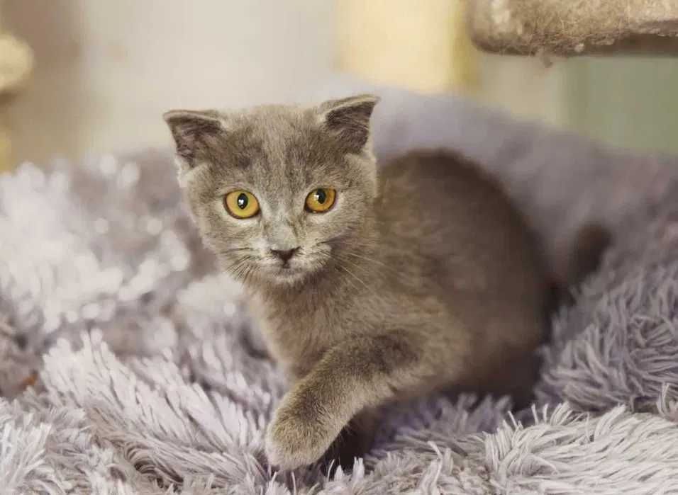 Кішечка, кішка, кошеня, ніжна Бренда (4 міс.)