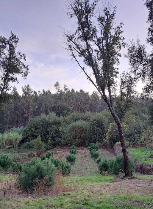 Venda de terreno em Rua Rojão, Vila Nova da Rainha, Tondela