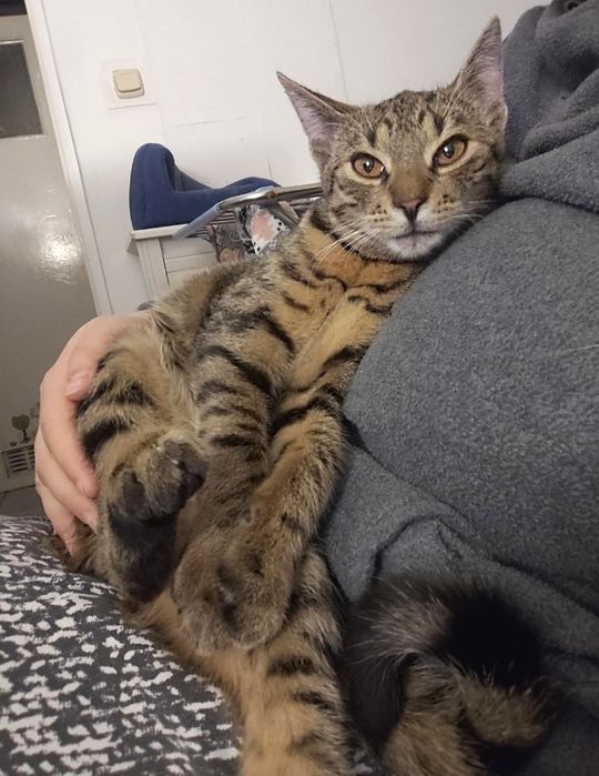 Pączek czeka na dom