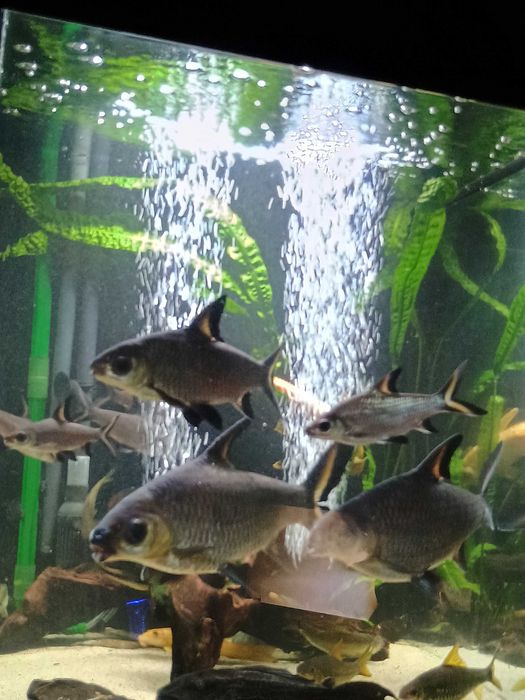 Brzanka rekinia piękne sztuki