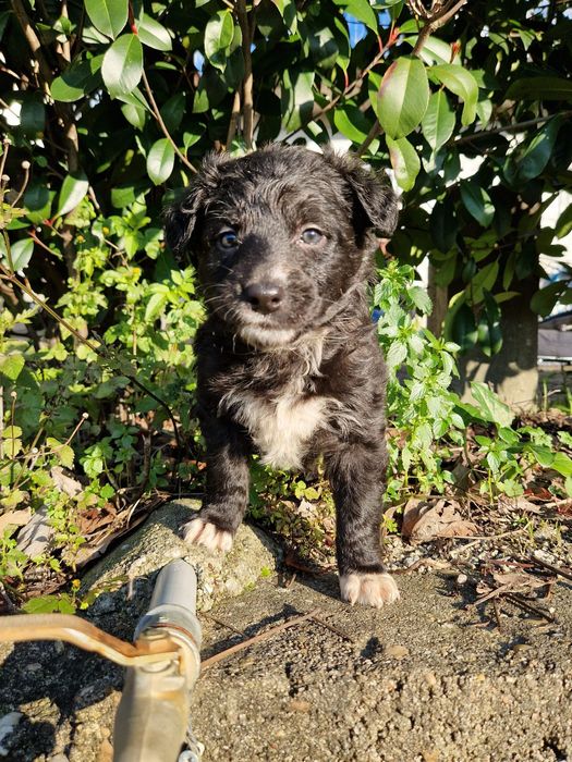 Cachorrinhos para adoção