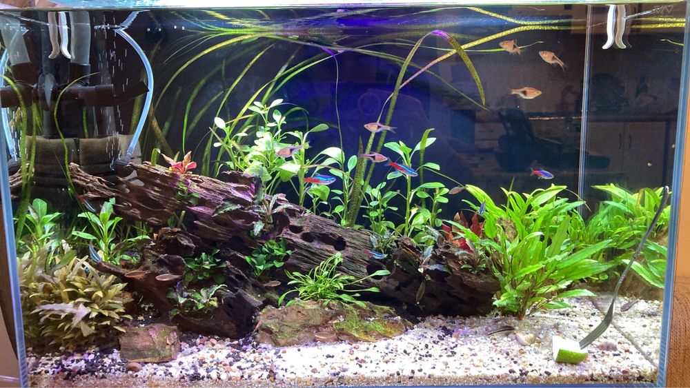 Zakładanie profesjonalnych akwariów - aquascaping