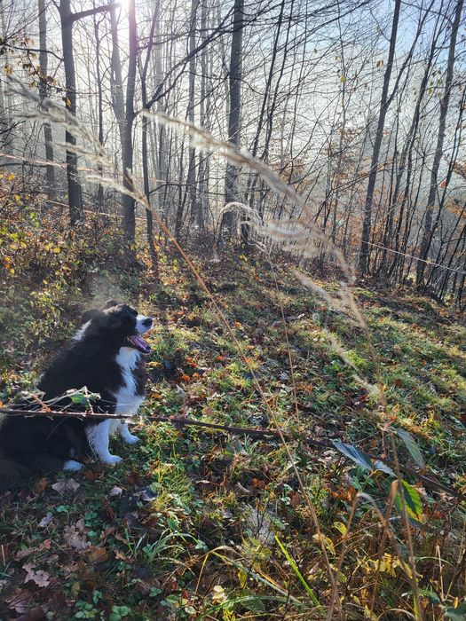 Opieka nad psem lub kotem