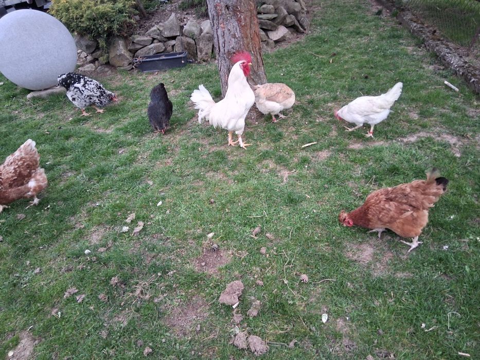 Koguty lęghorn  sprzedam lub zamienię