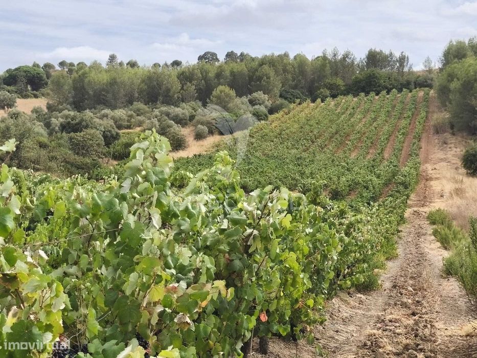 Rustic Plot with Productive Vineyard