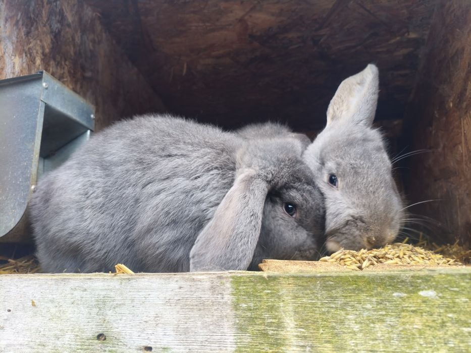 Króliki – zdrowe, domowe, eko karmione do dalszego chowu