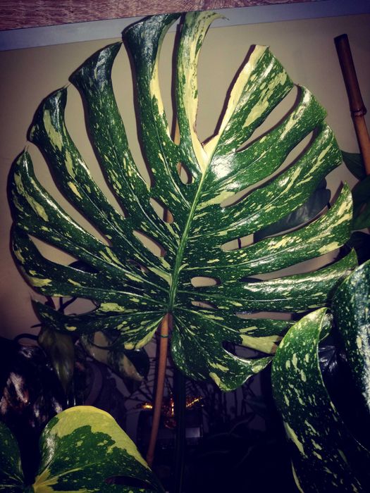 Monstera Thai Constellation Big Form Variegata potwór philodendron