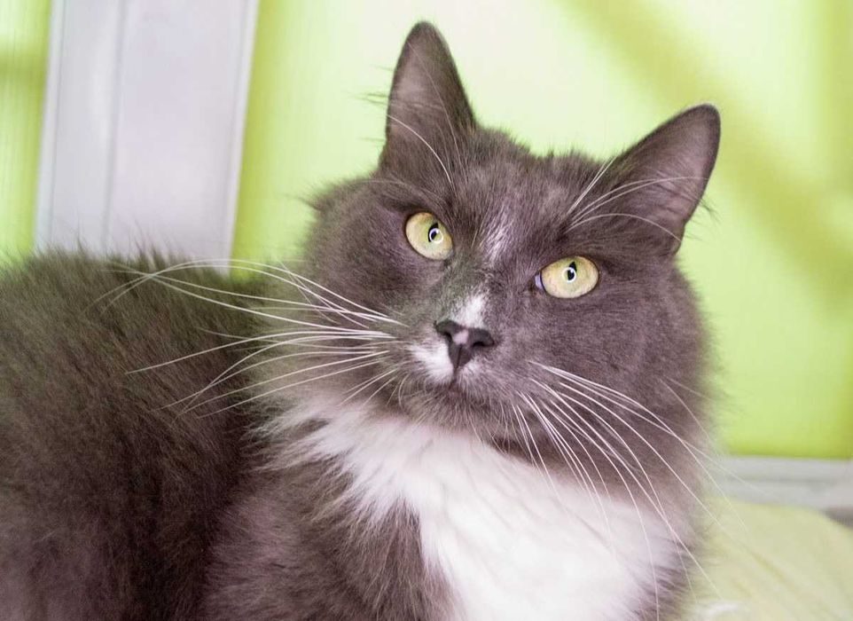 Срочно.бесплатно,шикарный котейка Тимоша,3 года!!