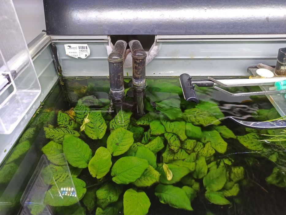 Plantas aquaticas