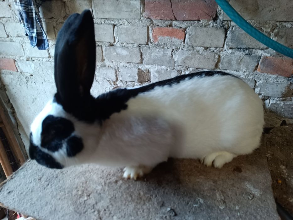 Samiec samczyk srokacz niemiecki