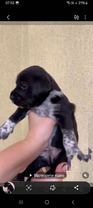 Продам цуценят стаффа