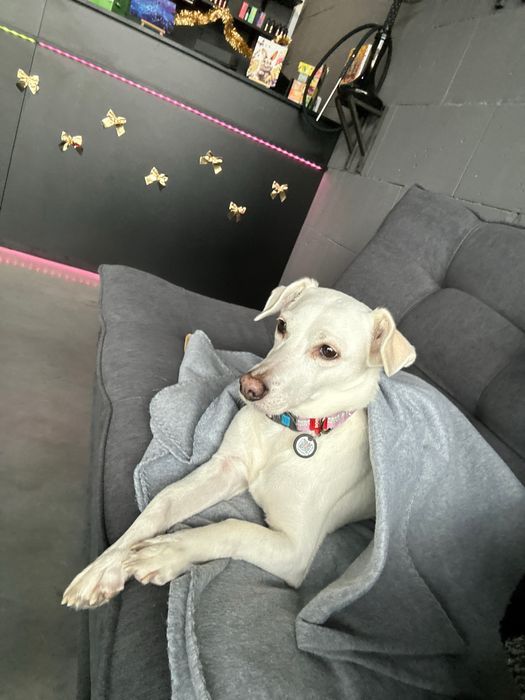 Собачка на перетримку тимчасово