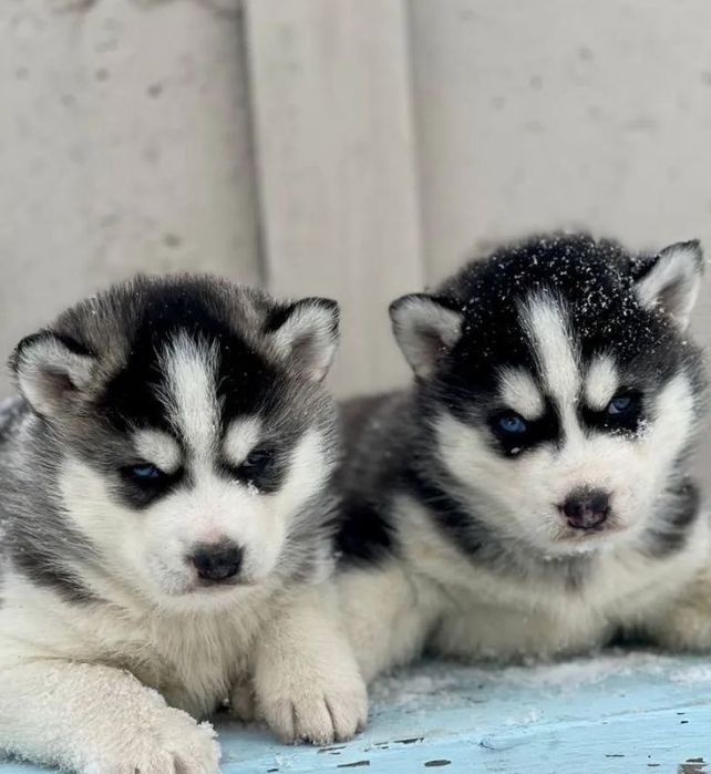 Syberian Husky szczenię