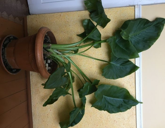 Величезний Горщик. Терміново продам!