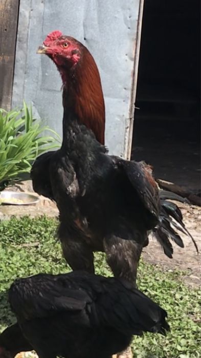 Куры и петухи Бойцовские О Шамо