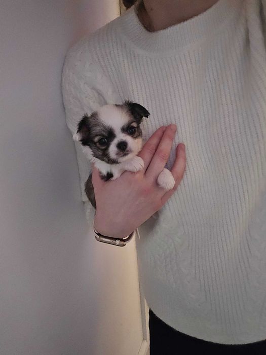 Chihuahua długowłosa ZKwP FCI suczka dziewczynka