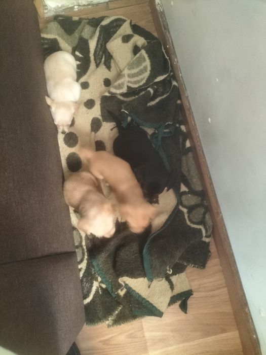 Cães arracados de pischer para adoção