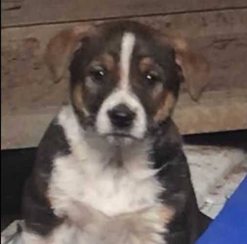 Цуценята в гарні руки