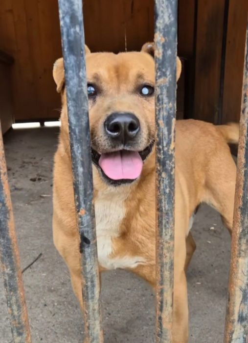 Rudy psiak do adopcji