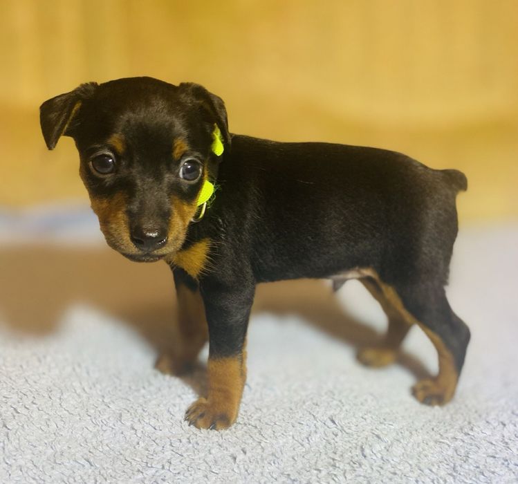 Щенки цвергпинчера