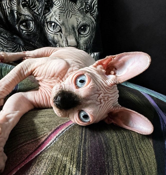Sfinks kanadyjski/ Canadian sphynx kotka