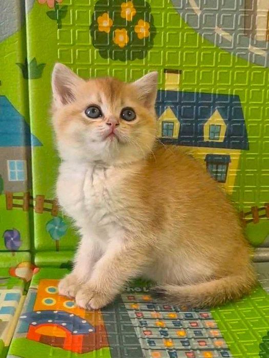 Шотландские котята (ЗОЛОТАЯ ШИНШИЛЛА)