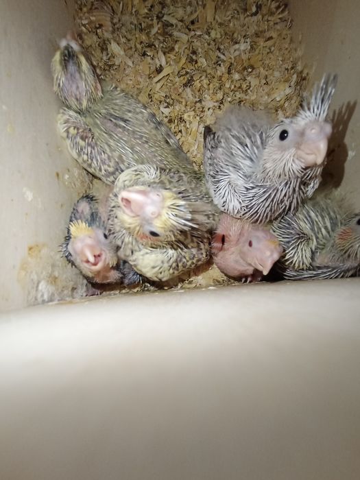 Caturras para criar a mão