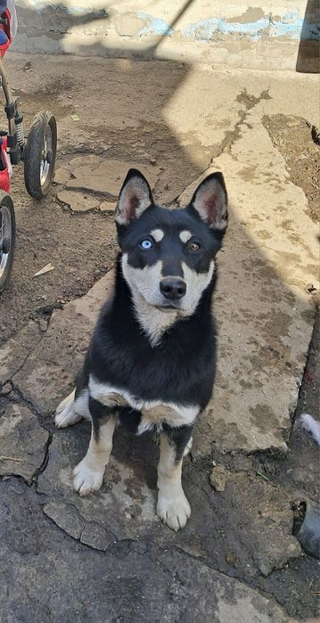 Хаски ищет семью