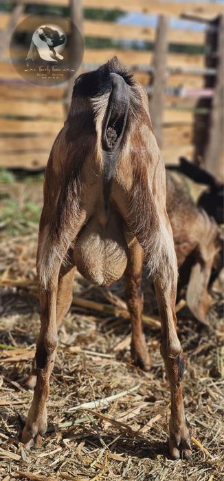 Англонубійський 100% цап для ваших кізок