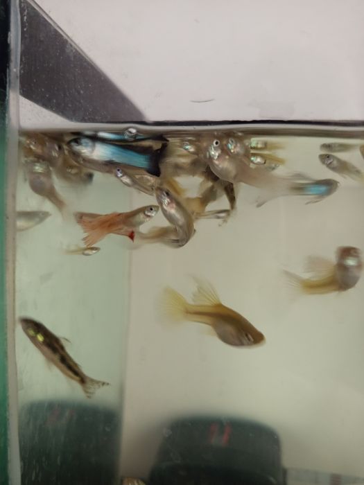 Рибки  даром  продаж акваріум