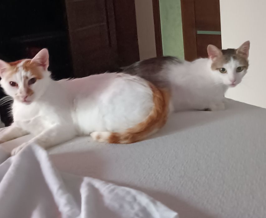 Rudzielec z siostrą szukają domu