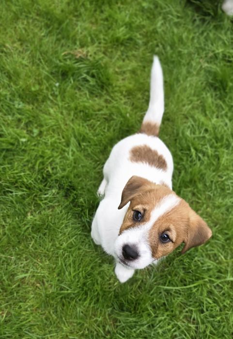 Jack Russell Terrier FCI ZKwP