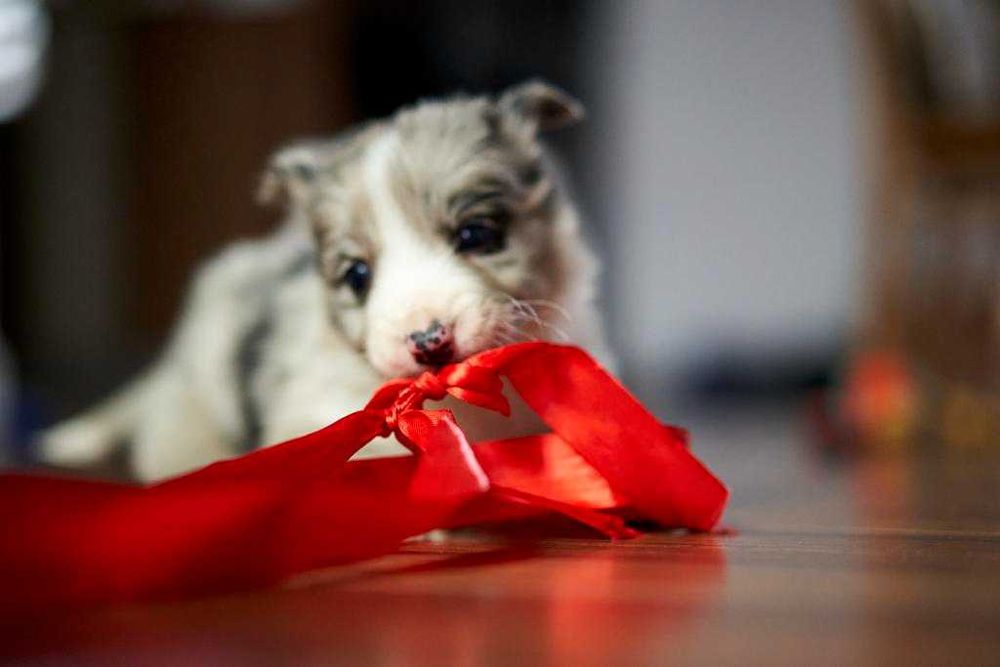 Uroczy szczeniak Border Collie seal merle- Kodi.